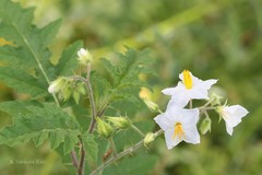 Solanum sisymbriifolium